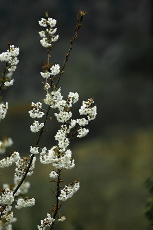 花木-花-梨花-植物-花朵 图片素材
