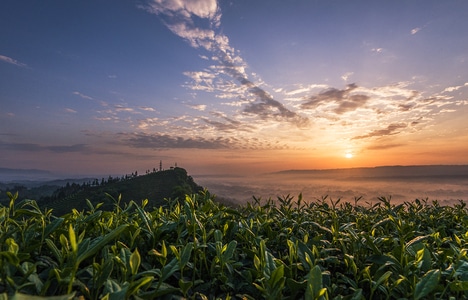 风光-茶园日出-绿美茶园-绿茶光影-茶山霞光 图片素材