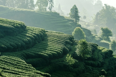 风景-风光-霞光-晨光-绿美 图片素材