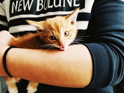 橘猫-萌宠-猫-宠物-动物 图片素材