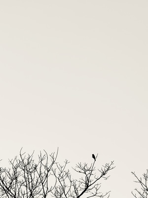 iphone-鸟-枝头-树枝-树丫 图片素材