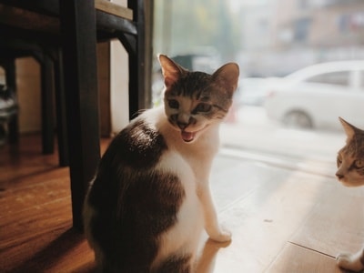 猫-肖像-猫-宠物-动物 图片素材