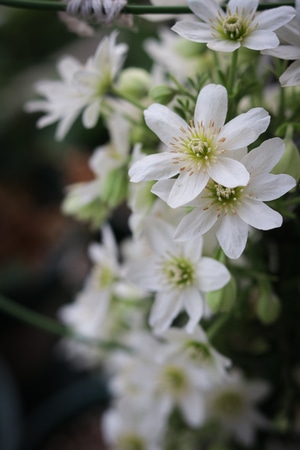 植物-爬藤植物-花-花朵-铁线莲 图片素材