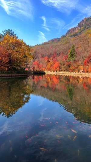 秋天-枫叶-本溪-湖-湖泊 图片素材