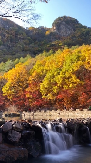秋天-枫叶-本溪-树-树林 图片素材