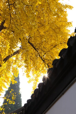 南京-秋天-银杏树-银杏-秋天 图片素材