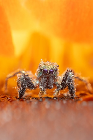 昆虫-蜘蛛-蜘蛛-跳蛛-节肢动物 图片素材