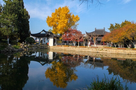 南京-秋天-银杏树-银杏-风景 图片素材
