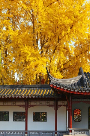 南京-秋天-银杏树-银杏-树 图片素材