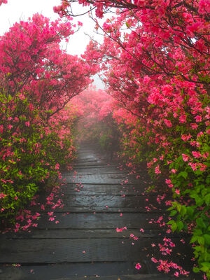 春天-立春-映山红-美丽的-杜鹃花 图片素材
