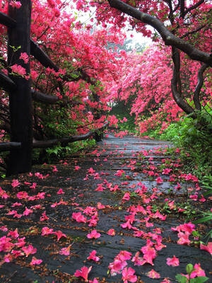春天-立春-映山红-美丽的-杜鹃花 图片素材