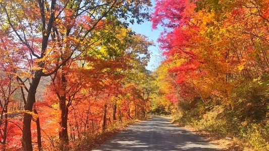 秋天-枫叶-本溪-风景-树 图片素材