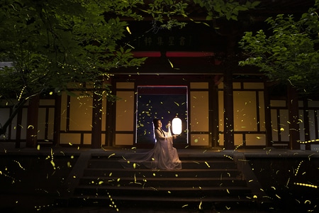 自然-风光-昆虫-萤火虫-夜景 图片素材