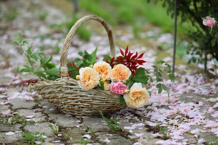 花卉-月季-蔷薇-花园-花篮 图片素材