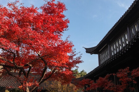 秋天-枫叶-枫树-红枫-古建筑 图片素材