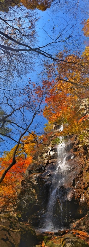 秋天-枫叶-瀑布-树木-枫树 图片素材