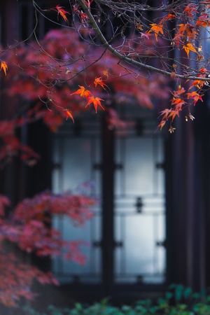 枫叶-秋天-园林-枫叶-树枝 图片素材