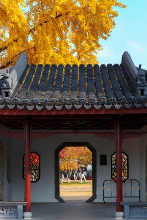 南京-秋天-银杏树-银杏-建筑 图片素材