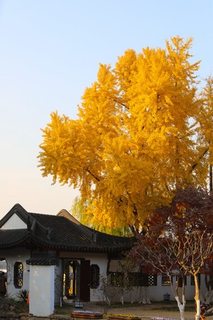 南京-秋天-银杏树-银杏-树 图片素材