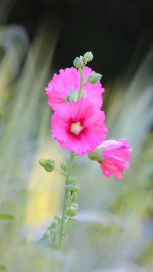 花-夏季-花-花卉-紫花 图片素材