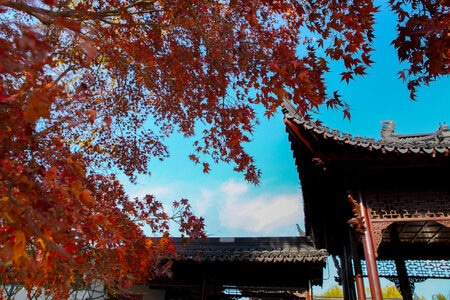 秋天-园林-枫树-红枫-古建筑 图片素材