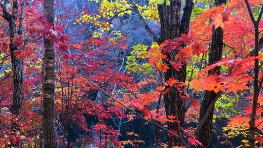 秋天-枫叶-本溪-风景-树 图片素材