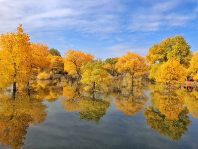 沙漠-胡杨-胡杨-胡杨林-树 图片素材
