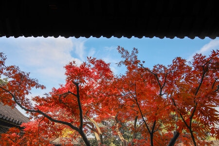 秋天-枫叶-枫叶-红枫-树 图片素材