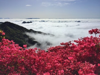 花海-云海-杜鹃花-麻城-风景 图片素材