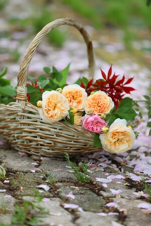 花卉-月季-蔷薇-花园-月季 图片素材
