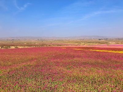 兰州-白银-花卉-风景-自然 图片素材