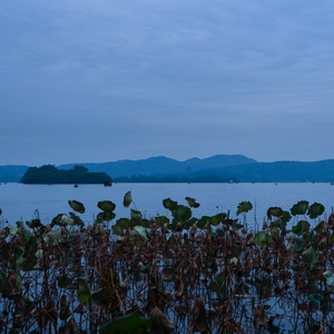 冬天-西湖-残荷-荷-湖面 图片素材