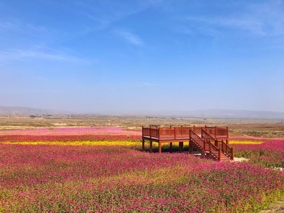 兰州-白银-花卉-风景-自然 图片素材