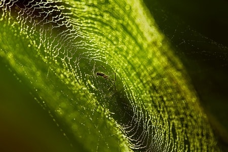 奇妙的昆虫-蜘蛛网-蜘蛛-微距-蜘蛛 图片素材