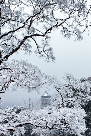 南京-雪-冬天-树枝-树 图片素材