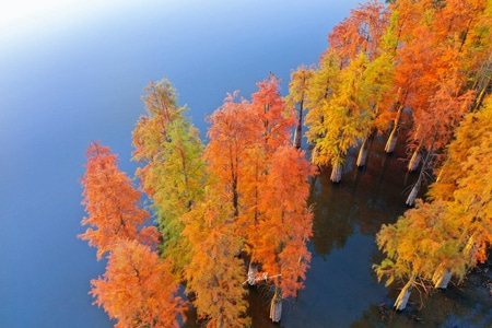 秋天-水衫-树-自然-风景 图片素材