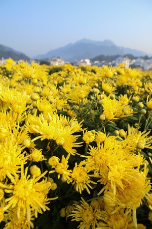 花海-菊花-菊花-花田-花苞 图片素材
