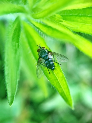 我的2019-微距-蝇-苍蝇-动物 图片素材