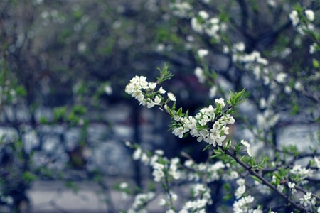 梨花-李花-花朵-花卉-植物 图片素材