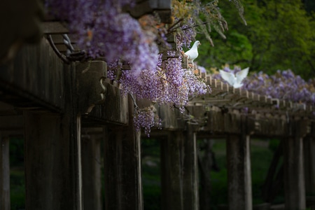 春华-紫藤-花-花朵-花卉 图片素材
