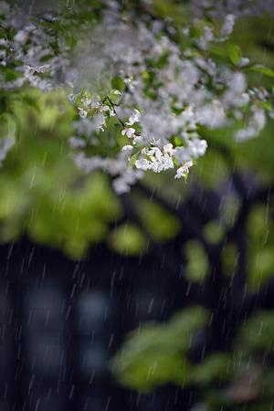 莫愁-春华-梨花带雨-梨花-花 图片素材