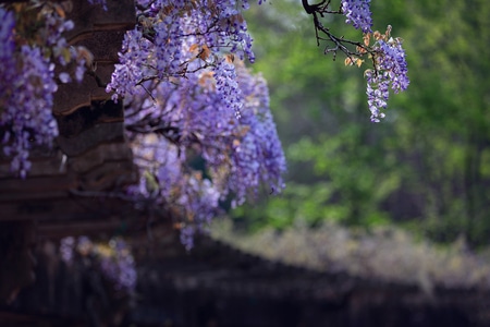 春华-紫藤-花-花朵-花卉 图片素材