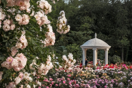 月季-蔷薇-钟山植物园-花-鲜花 图片素材