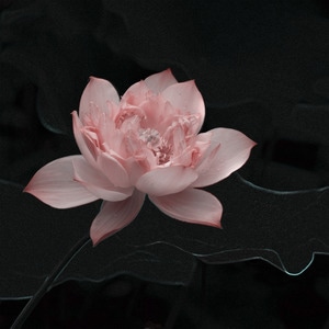 钟山风景区-荷花-花朵-花-莲花 图片素材