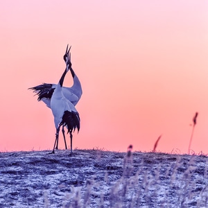 动物-自然-演出-动物-丹顶鹤 图片素材