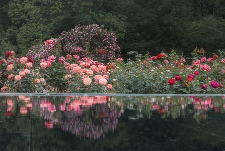 月季-蔷薇-钟山植物园-花-鲜花 图片素材