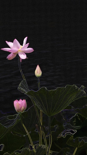 钟山风景区-荷花-花朵-花-莲花 图片素材