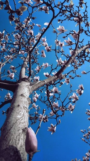 春日影像-春天-玉兰-自然-色彩 图片素材