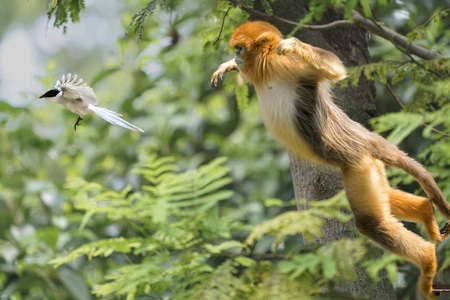 动物园-动物-灵长类-金丝猴-跳跃 图片素材
