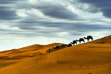 旅行-沙漠-撒哈拉-摩洛哥-骆驼 图片素材